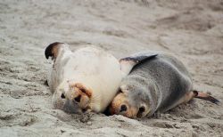Australian Sea Lion pups mugging for the camera. Seal Bay... by Morgan Ashton 